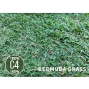 cynodon dactylon bermuda grass