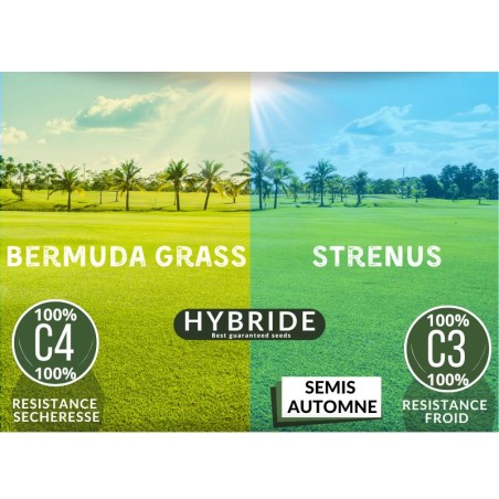 Stremuda version Hybride