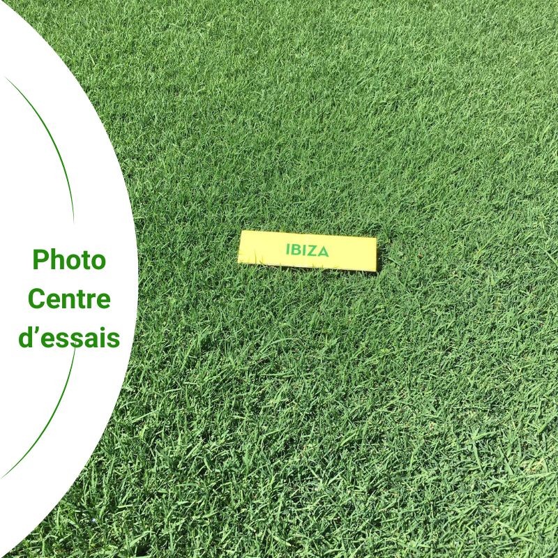 gazon C4 Bermuda grass Ibiza