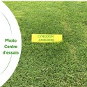 gazon bermuda grass / Cynodon  dactylon