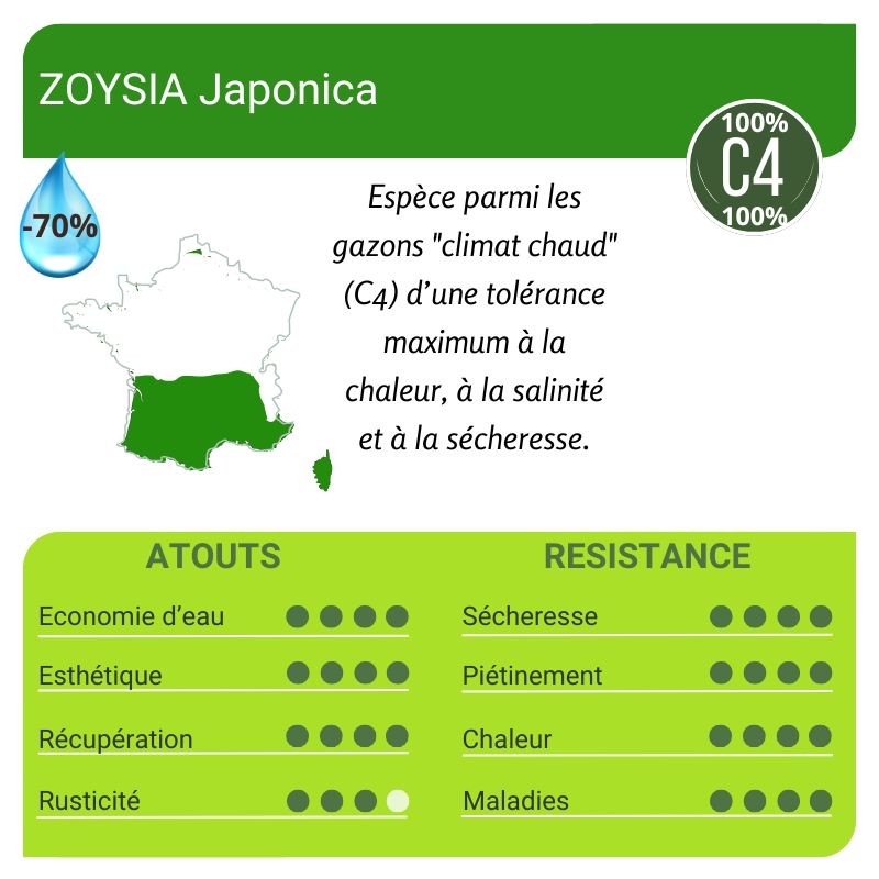 Fiche caractéristique Zoysia