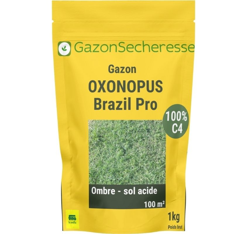 Gazon sous les pins à l'ombre