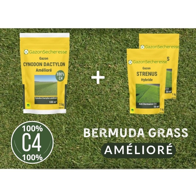Gazon C4 + Strenus sans dormance hivernale