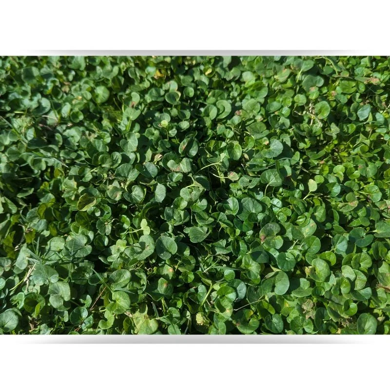 Dichondra Repens