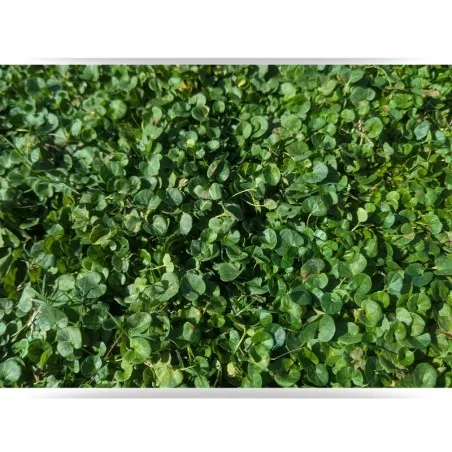 Dichondra Repens