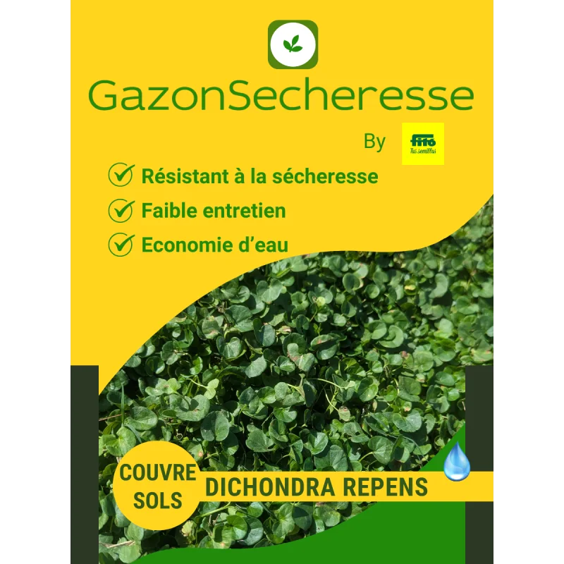 Couvre-sols, plante vivace