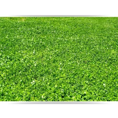 Trèfle blanc nain Huia