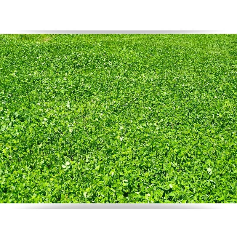 Trèfle blanc nain Huia