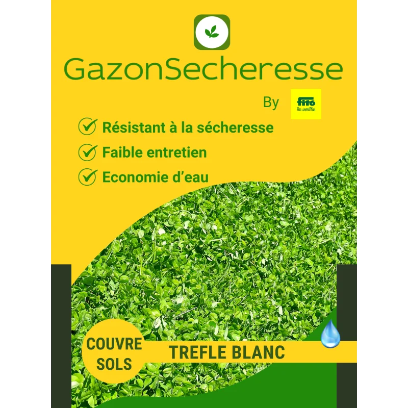 Plante vivace trèfle blanc nain