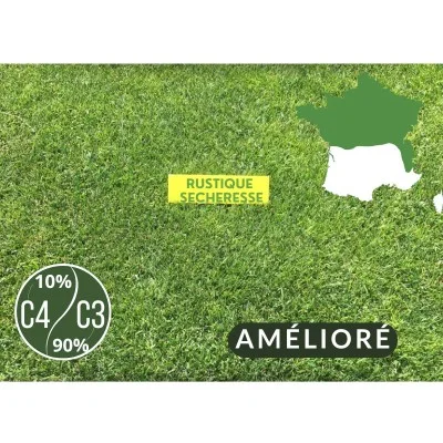 Semences Gazon Rustique