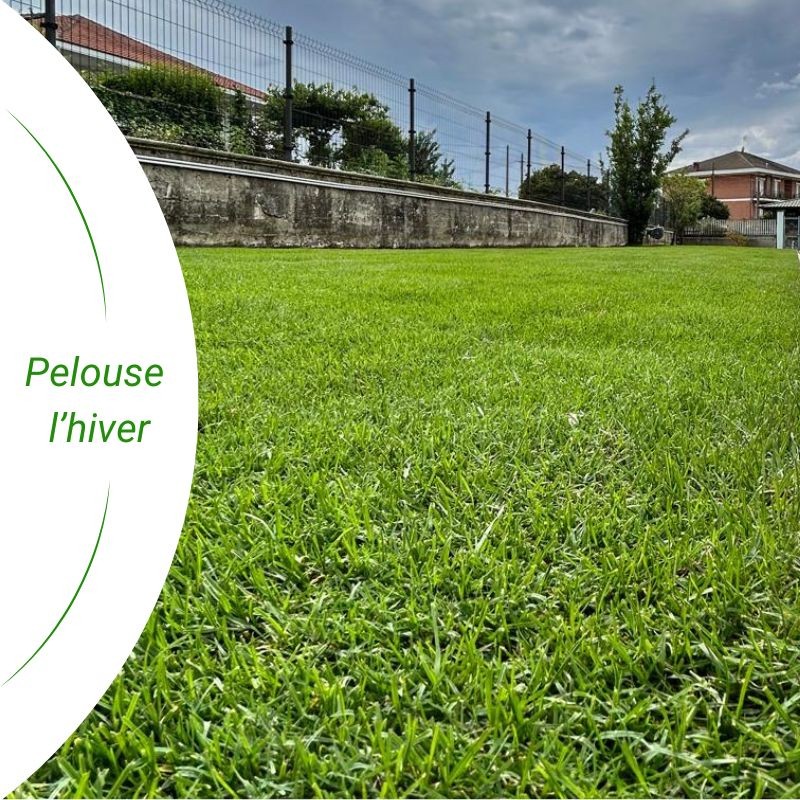 pack cynodon dactylon amélioré et strenus