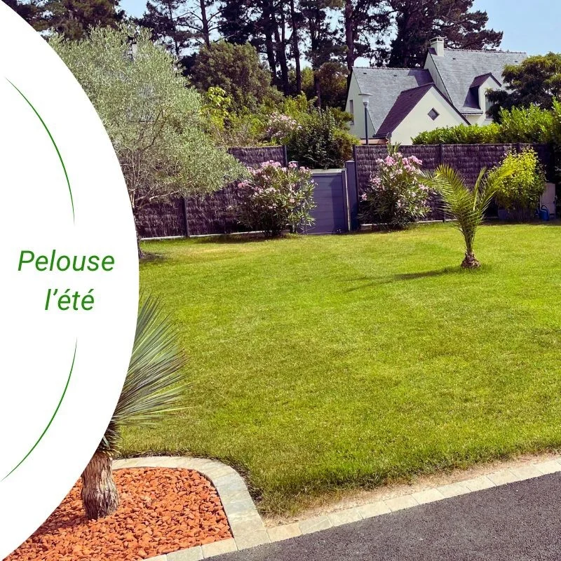 cynodon dactylon et strenus