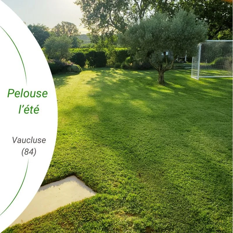 pack ibiza + strenus