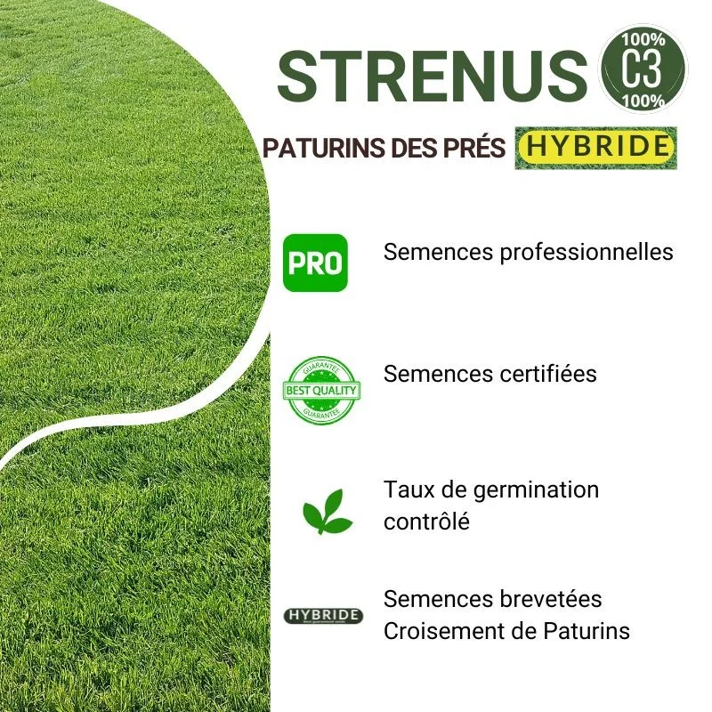 Caractéristiques du gazon Strenus