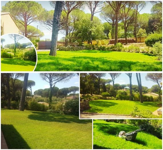 Photo gazon secheresse copy Photo gazon secheresse