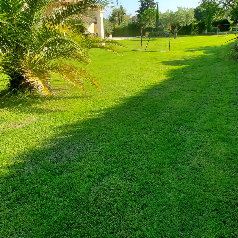 Bermuda grass ibiza photo