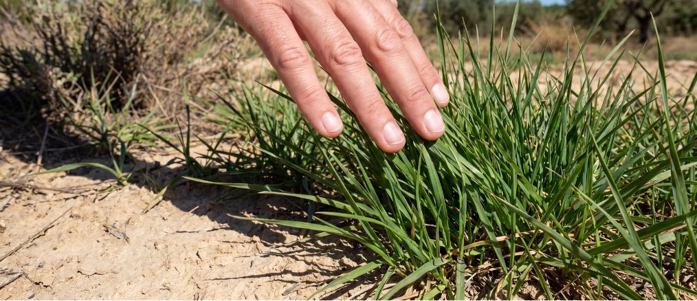 gazon spécial pour sol sableux et drainant