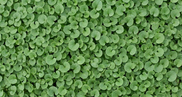 Image Dichondra repens