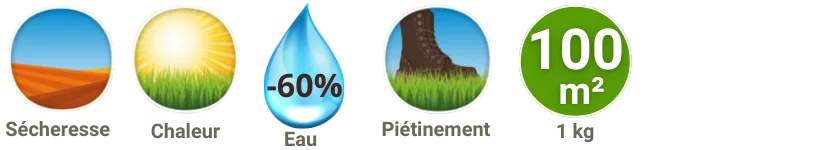 Caractéristiques gazon cynodon dactylon