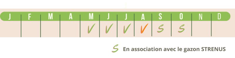 Calendrier de semis du gazon cynodon dactylon