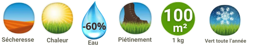 Caractéristiques techniques gazon cynodon amélioré et strenus