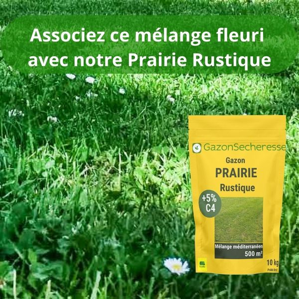 Mélange de fleurs pour prairie