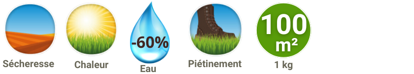 Kikuyu gazon caractéristiques