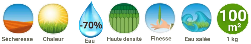 Caractéristiques Paspalum Vaginatum