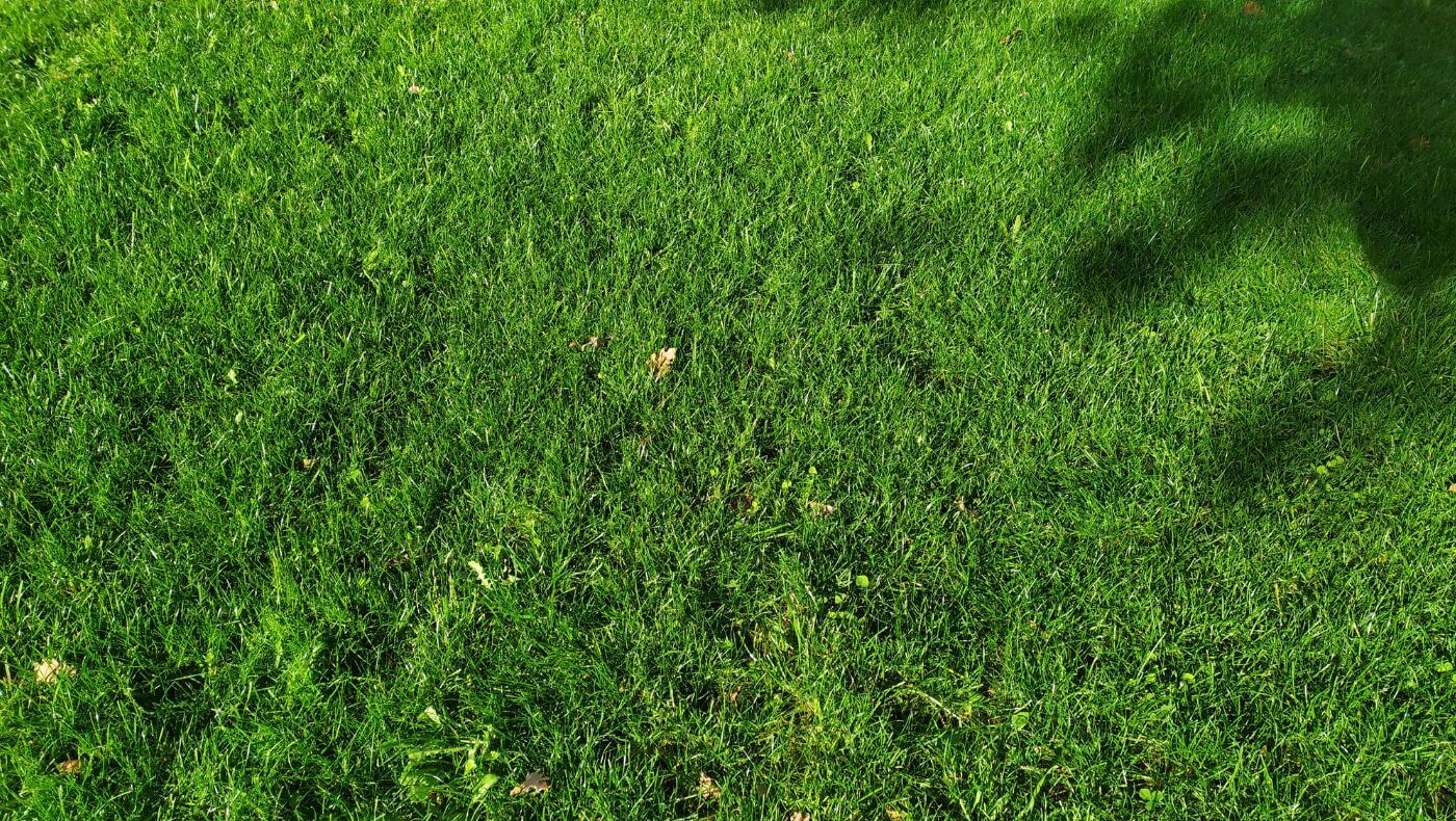 Image d'un gazon rustique vert en été