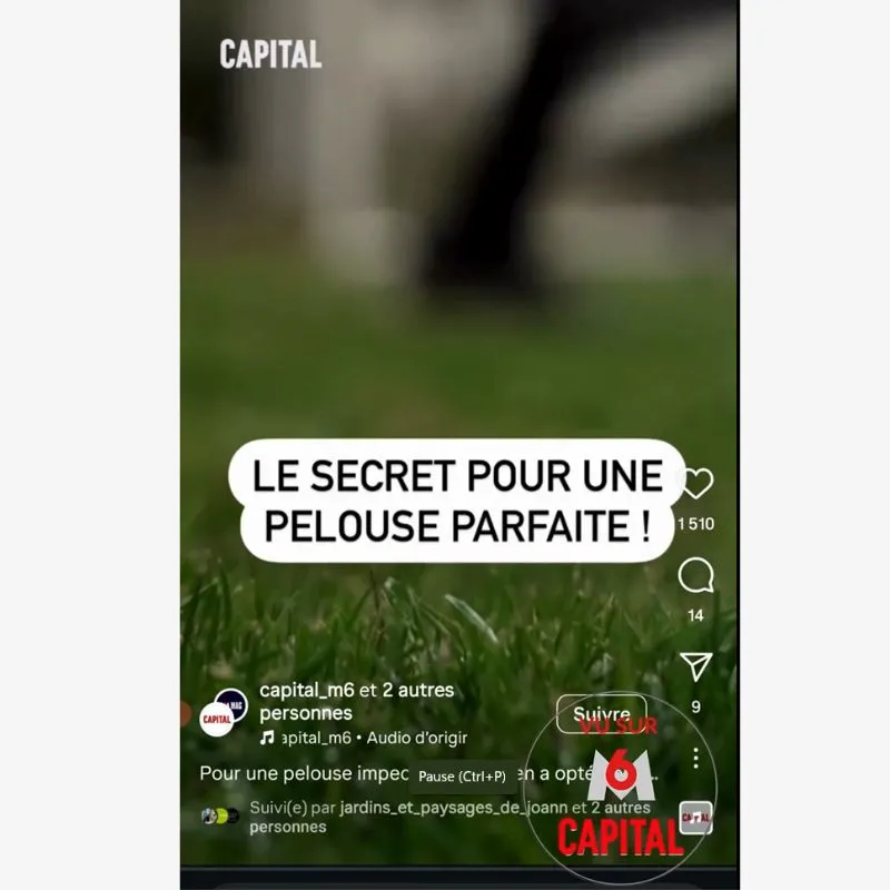 Gazon_Secheresse_Capital_M6