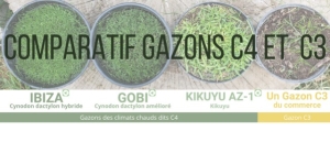 Comparatif des gazons C4 cynodon dactylon, kikuyu et un gazon C3