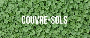 Les 7 meilleurs couvre-sols résistants à la sécheresse : les vraies alternatives