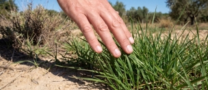 Quel gazon choisir pour un sol sableux ?